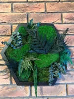 Live Hexagon Moss Picture – Unique Plant Arrangement