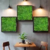 Three-piece ball moss wall art set in square frames arranged on an interior wall above a table.