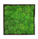 Kugel Moss Wall Art – Ball Moss 3-Piece Set - Image 4