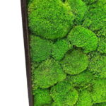 XXL Moss Wall Art – Giant Cushion Moss Picture - Image 2