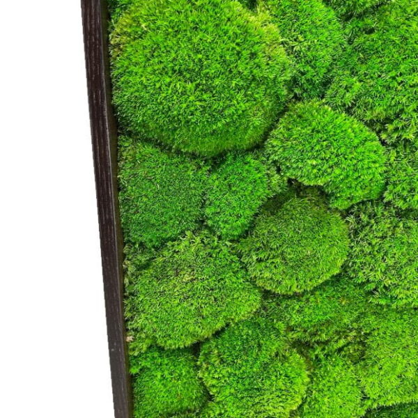 XXL Moss Wall Art – Giant Cushion Moss Picture - Image 2