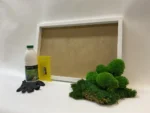 DIY Moss Picture Kit – Mix of Bun Moss and Flat Moss - Image 3