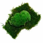 Preserved flat forest moss – size M box - Image 5