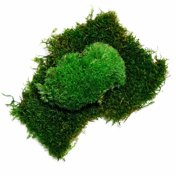 Preserved flat forest moss – size M box - Image 5