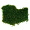 Preserved flat moss patch on a white background