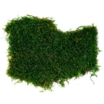Preserved flat forest moss – size M box