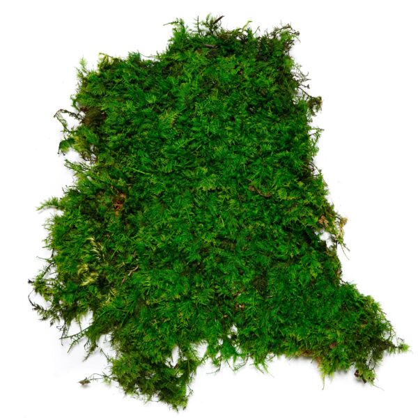Farn Moss | Decorative Moss - Box 2.5 kg - Image 3
