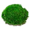 Dense green preserved ball moss clump on a white background
