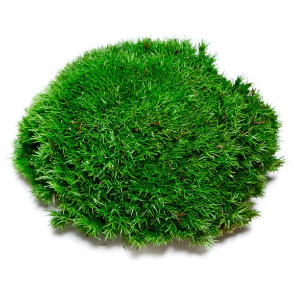 Kugel Moss, Cushion Moss, Bollen Moss – Size M - Image 7