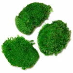 Kugel Moss, Cushion Moss, Bollen Moss – Size M - Image 6