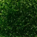 Moss Panel with Provence Moss - Image 3