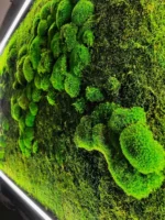 3D Illuminated World Map with Spherical and Flat Moss - Image 7
