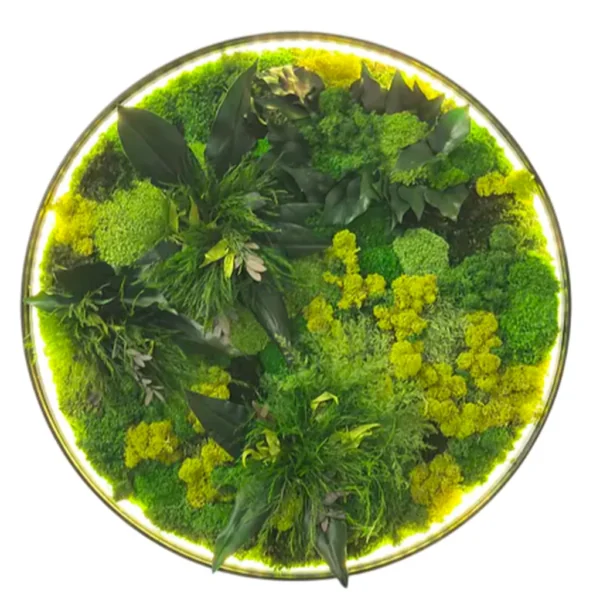 Round illuminated preserved plant and moss wall art with backlit circular frame