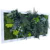 Framed moss wall art with mixed green moss, ferns, and eucalyptus foliage in a white rectangular frame.