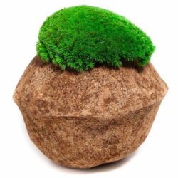 Coconut Shell with Ball Moss 10x5 cm