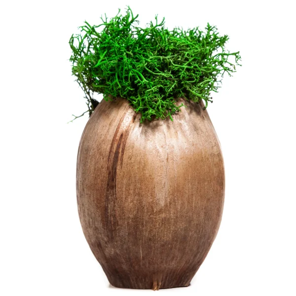 Decorative coconut shell planter filled with preserved moss