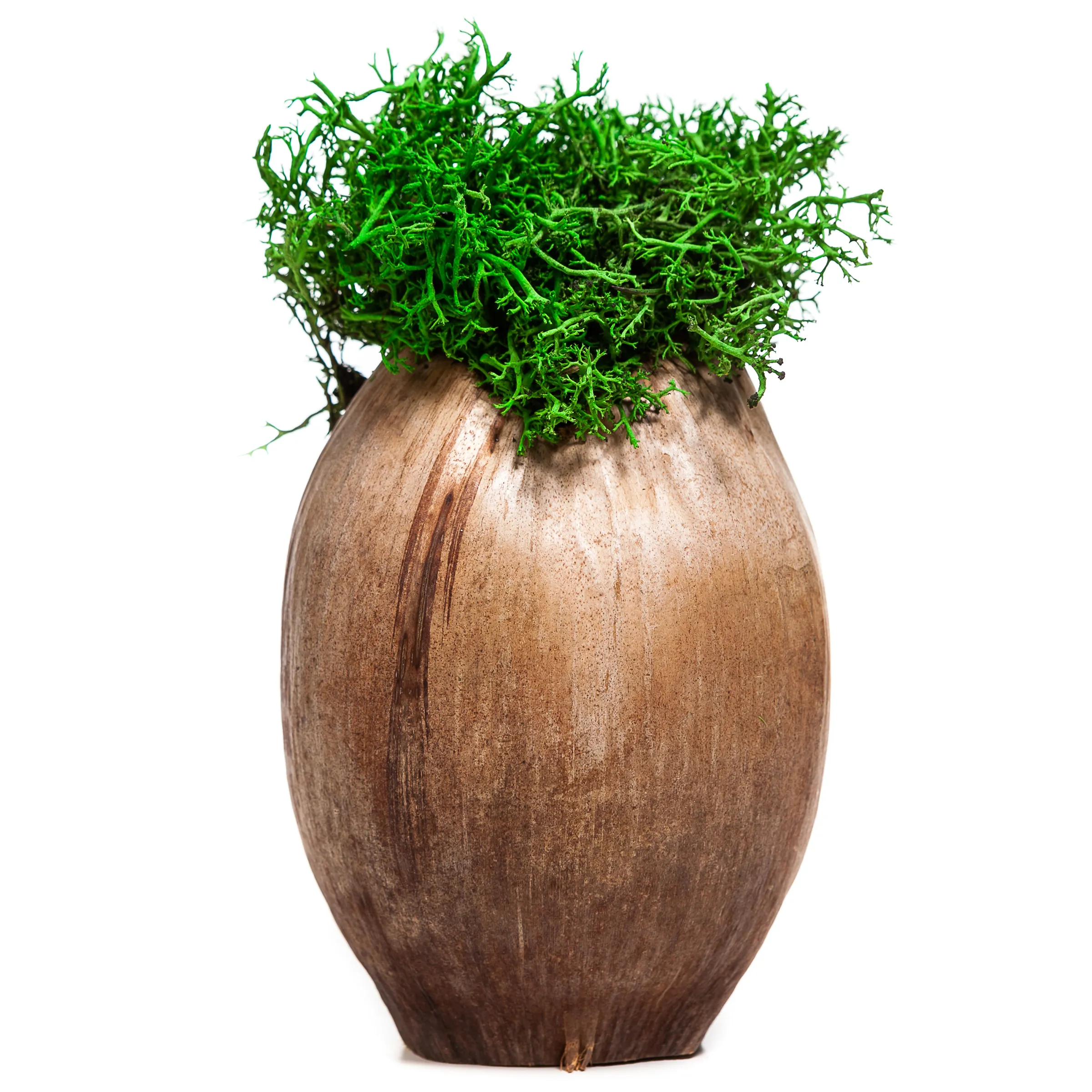 img_2192_result.webp Decorative Coconut with Moss - Image 1