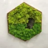 Hexagonal wooden frame filled with light and dark green preserved moss and dark tree bark.