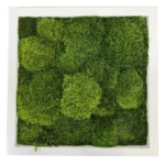 Moss Picture with Provence Moss (Siberian Moss)