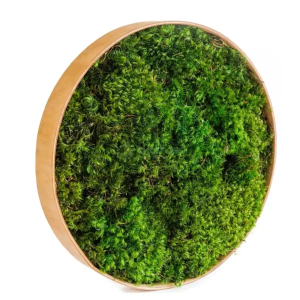 DIY Round Moss Picture Kit – Provence Moss - Image 7