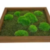 Angled view of 3D green ball moss and flat moss arrangement inside a square brown wooden frame