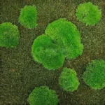 Moss Panel with Cushion Moss and Sheet Moss 50/50