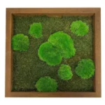 Ball Moss and Flat Moss 50/50