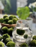 Marimo Moss Balls for Aquarium 5–7 cm - Image 7