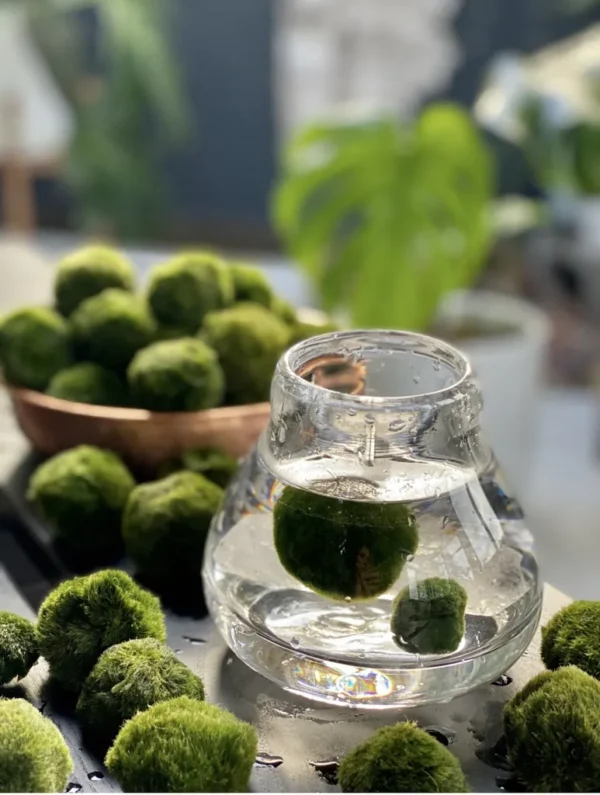 Marimo Moss Balls for Aquarium 5–7 cm - Image 7