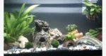 Marimo Moss Balls for Aquarium 5–7 cm - Image 9