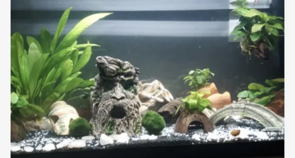 Marimo Moss Balls for Aquarium 5–7 cm - Image 9