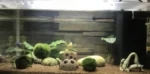 Marimo Moss Balls for Aquarium 5–7 cm - Image 10