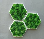 Hexagon Moss Wall Art with Reindeer Moss
