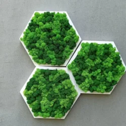 Hexagon Moss Wall Art with Reindeer Moss
