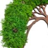 Green reindeer moss and pine cones forming tree foliage on a brown cutout wooden wall frame, isolated on white.