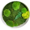 Round white frame filled with green sheet moss, clumps of cushion moss, reindeer moss, and a fern frond.