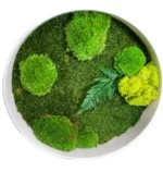 Round Moss Wall Art with Moss and Fern (Bun Moss, Reindeer Moss, Flat Moss) - Image 5