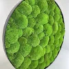 Side view of round moss wall art featuring textured green ball moss in a slim black frame.