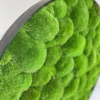 Close-up of dimensional green bun moss clusters along the edge of a round black frame.