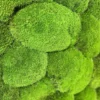 Close-up view of vibrant green bun moss cushions