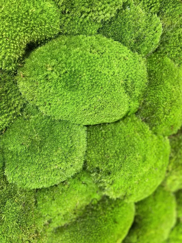 Round DIY Moss Picture Kit – Balled Moss - Image 9