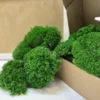 Clusters of vibrant green preserved ball moss overflowing from an open cardboard box.
