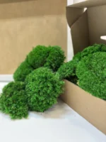 DIY Moss Picture Kit – Ball Moss - Image 5