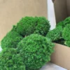 Textured round mounds of bright green preserved ball moss spilling from a cardboard craft box