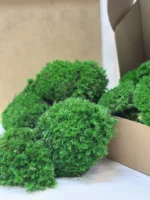 DIY Moss Picture Kit – Ball Moss - Image 2