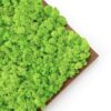 Angled close-up of textured green reindeer moss inside a dark brown wooden frame corner.