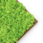 DIY Moss Picture Kit – Reindeer Moss - Image 8