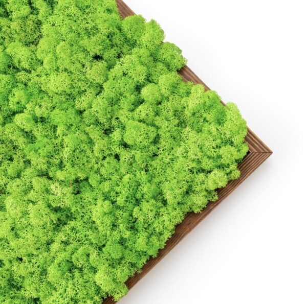 DIY Moss Picture Kit – Reindeer Moss - Image 8