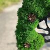 Close-up of green reindeer moss and small pine cones on a wooden tree-shaped wall art panel outdoors.