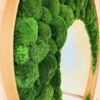 Close-up of vibrant green ball moss mounted inside a natural wood round mirror frame.